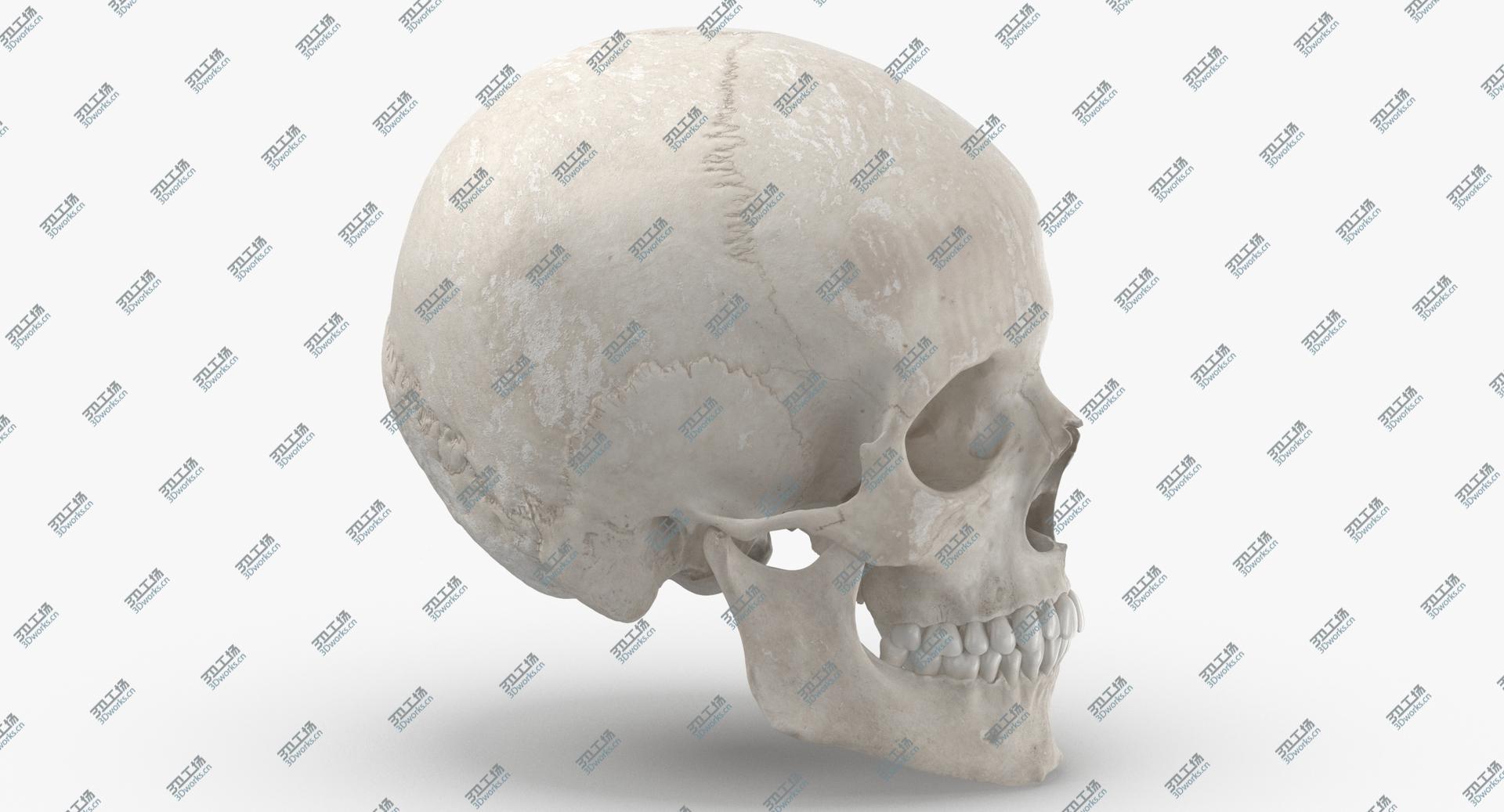 images/goods_img/202105073/Real Human Woman Skull Cranial 01 With Teeth White 3D model/5.jpg